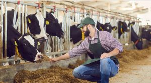 How to Start a Dairy Business in India?